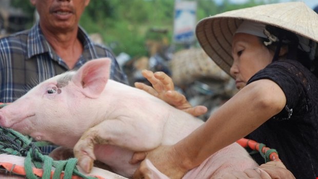 Những nữ “cửu vạn” chuyên nghề “độc”... bế heo