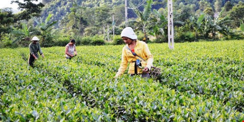 Hà Tĩnh: Chính quyền bảo hộ độc quyền?