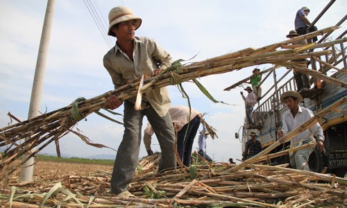 Đã đến lúc Việt Nam chấm dứt bảo hộ